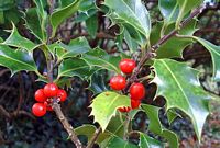 Houx commun. Fruits mûrs. Cliquer pour agrandir l'image.
