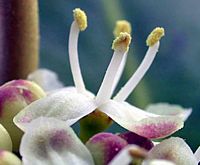 Houx commun. Fleurs. Cliquer pour agrandir l'image.