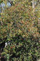 Houx commun. Houx à Pulvérières. Cliquer pour agrandir l'image.