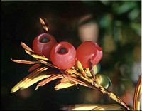 If commun. Fruits. Cliquer pour agrandir l'image.