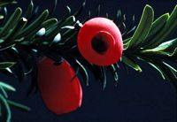 If commun. Fruits. Cliquer pour agrandir l'image.