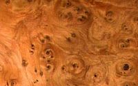 If commun. Loupe de bois d'if. Cliquer pour agrandir l'image.