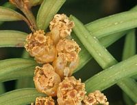 If commun. Fleurs. Cliquer pour agrandir l'image.