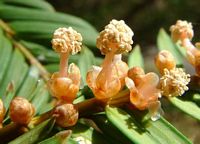 If commun. Fleurs. Cliquer pour agrandir l'image.