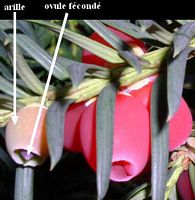 If commun. Arilles. Cliquer pour agrandir l'image.