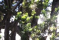 If commun. Branches. Cliquer pour agrandir l'image.