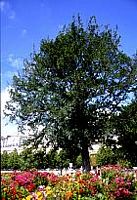 If commun. If des tuileries. Cliquer pour agrandir l'image.