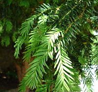 If commun. Feuilles. Cliquer pour agrandir l'image.
