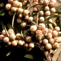 If commun. Fleurs. Cliquer pour agrandir l'image.
