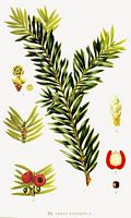 If commun. Planche d'identification Linnemand. Cliquer pour agrandir l'image.