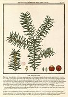 If commun. Planche d'identification Bulliard. Cliquer pour agrandir l'image.
