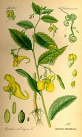 Impatiente n y-touchez-pas. Planche d'identification. Cliquer pour agrandir l'image.