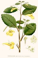 Impatiente n y-touchez-pas. Planche d'identification Linnemand. Cliquer pour agrandir l'image.