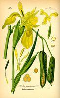 Iris faux-acore. Planche d'identification Thomé. Cliquer pour agrandir l'image.