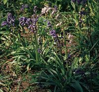 Jacinthe des bois. Un individu pale. Cliquer pour agrandir l'image.