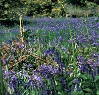 Jacinthe des bois. Cliquer pour agrandir l'image.