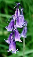 Jacinthe des bois. Cliquer pour agrandir l'image.