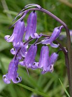 Jacinthe des bois. Cliquer pour agrandir l'image.