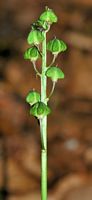 Jacinthe des bois. Fruits, Sauterre. Cliquer pour agrandir l'image.