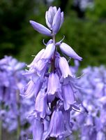 Jacinthe des bois. Cliquer pour agrandir l'image.