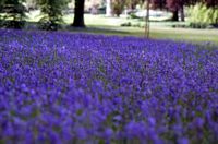 Jacinthe des bois. Versailles. Cliquer pour agrandir l'image.