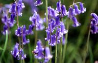 Jacinthe des bois. Versailles. Cliquer pour agrandir l'image.