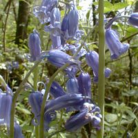 Jacinthe des bois. Cliquer pour agrandir l'image.