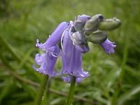 Jacinthe des bois. Cliquer pour agrandir l'image.