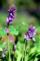 Jacinthe des bois. Cliquer pour agrandir l'image.