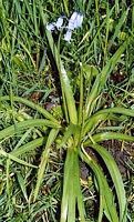 Jacinthe des bois. Plante. Cliquer pour agrandir l'image.
