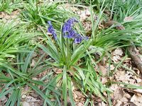 Jacinthe des bois. Cliquer pour agrandir l'image.
