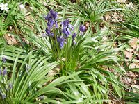 Jacinthe des bois. Cliquer pour agrandir l'image.