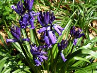Jacinthe des bois. Cliquer pour agrandir l'image.