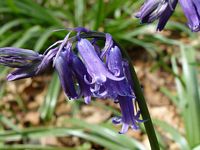 Jacinthe des bois. Cliquer pour agrandir l'image.