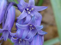 Jacinthe des bois. Cliquer pour agrandir l'image.