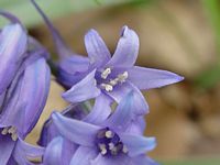 Jacinthe des bois. Cliquer pour agrandir l'image.