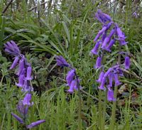 Jacinthe des bois. Cliquer pour agrandir l'image.