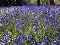 Jacinthe des bois. Cliquer pour agrandir l'image.