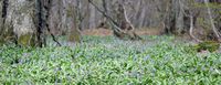 Jacinthe des bois. Colonie, Sauterre. Cliquer pour agrandir l'image.