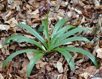 Jacinthe des bois. Plante, Sauterre. Cliquer pour agrandir l'image.