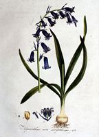 Jacinthe des bois. Planche d'identification Flora batava. Cliquer pour agrandir l'image.