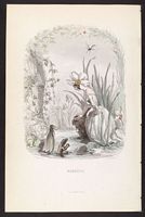 Jeannette blanche. Narcisse, planche de Granville. Cliquer pour agrandir l'image.
