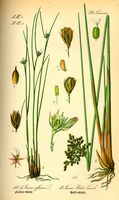 Jonc épars. Planche d'identification Thomé. Cliquer pour agrandir l'image.