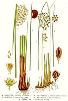 Jonc épars. Planche d'identification Linnemand. Cliquer pour agrandir l'image.