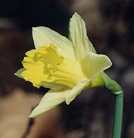Jonquille. Cliquer pour agrandir l'image.