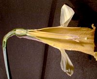 Jonquille. Coupe fleur. Cliquer pour agrandir l'image.
