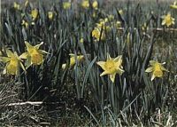 Jonquille. Plantes. Cliquer pour agrandir l'image.