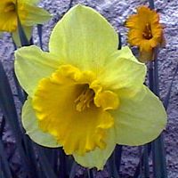 Jonquille. Fleur. Cliquer pour agrandir l'image.