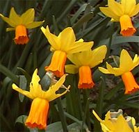 Jonquille. Fleurs. Cliquer pour agrandir l'image.