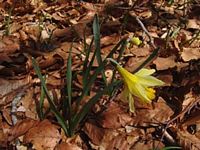 Jonquille. Plante. Cliquer pour agrandir l'image.